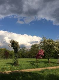 Trees on field against sky