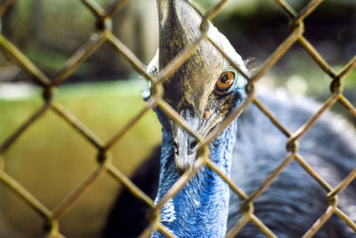 Close-up of a chainlink fence