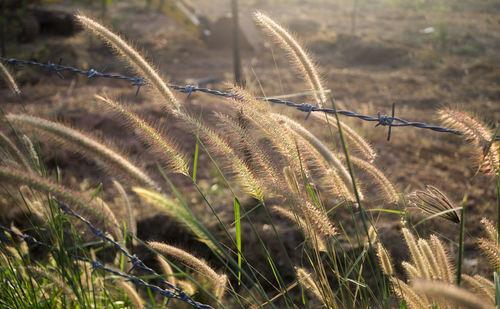 Close-up of fresh green grass in field