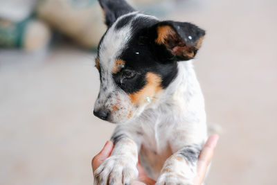 Close-up of dog looking away