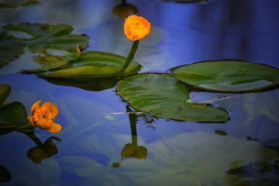 Close-up of lotus water lily in lake