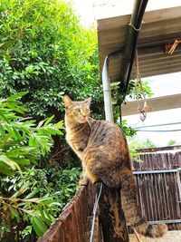Cat on tree by plants