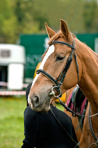 Close-up side view of a horse