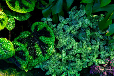 Full frame shot of green leaves