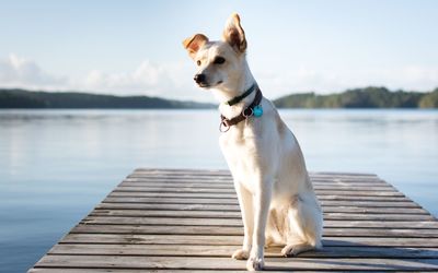 Close-up of dog sitting on pier over lake against sky