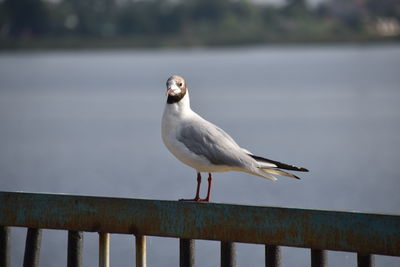 Close-up of seagull perching on railing