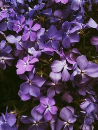 High angle view of purple flowering plants in garden