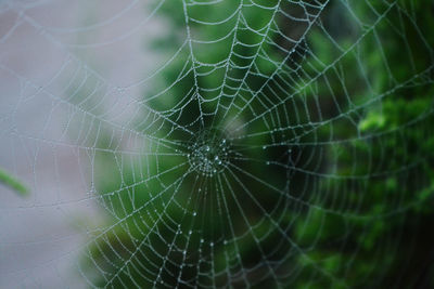Close-up of spider web