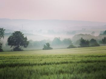 Scenic view of field against sky during foggy weather