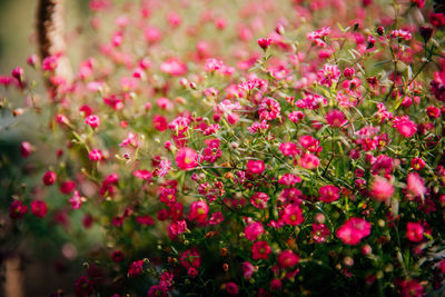 Close-up of pink flowers blooming outdoors