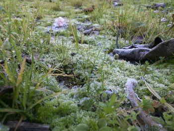 Plants growing in water