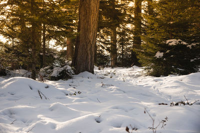 Snow covered land and trees in forest