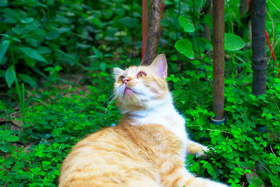 Cat looking away outdoors
