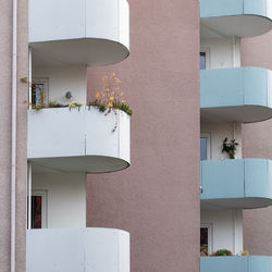 White potted plant on window of building