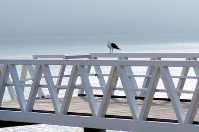 Seagull perching on railing against sea