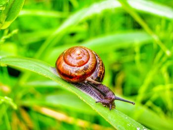 Close-up of snail on grass