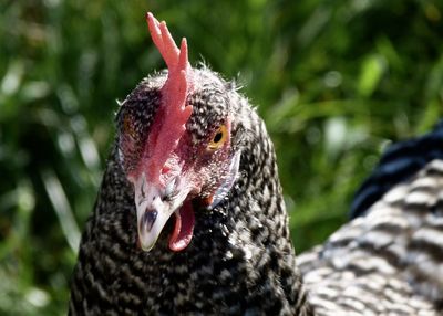 Close-up of a bird