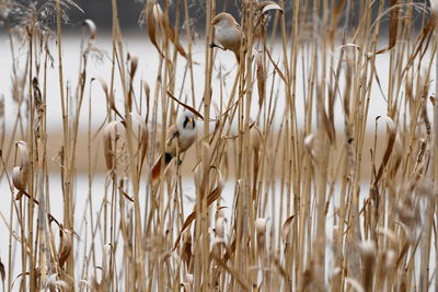 Close-up of dry grass on field