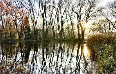 Reflection of trees in lake against sky