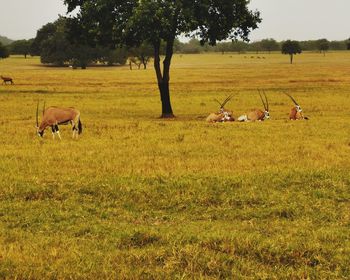 Horses in a field