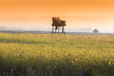 Scenic view of field against sky during sunset