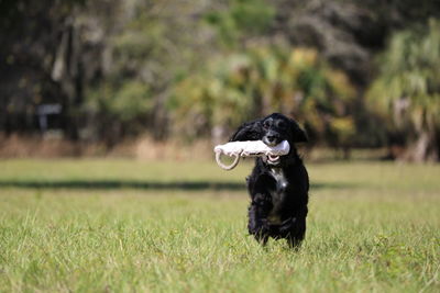 Black bird on field