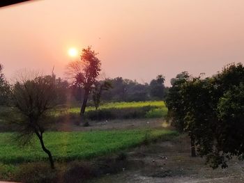 Trees on field against sky during sunset