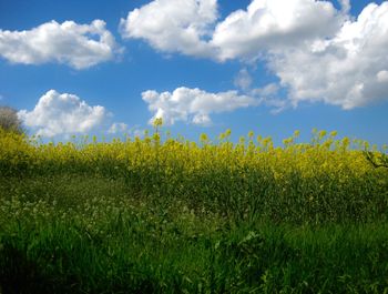 Yellow flowering plants on field against sky