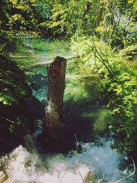 Scenic view of forest