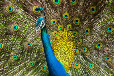 Close-up of peacock