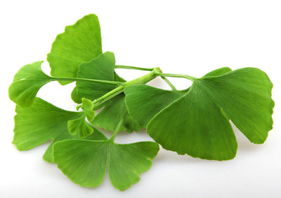 Close-up of fresh green leaves against white background