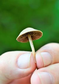 Close-up of hand holding mushroom