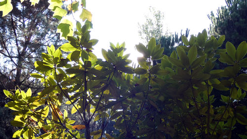 Low angle view of leaves against clear sky