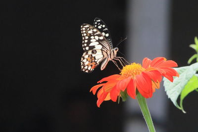 Close-up of butterfly on red flower