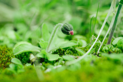 Close-up of insect on plant