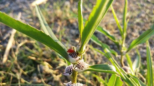 Close-up of butterfly on plant