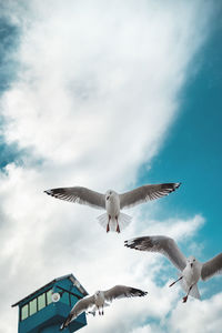 Low angle view of seagulls flying in sky