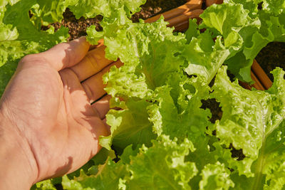 Hand of gardener hold lettuce leaves with morning natural light