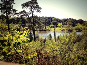 Scenic view of lake in forest against clear sky