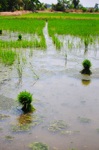 Scenic view of lake