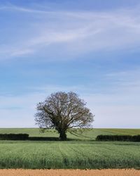 Tree on field against sky