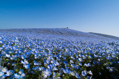 Purple flowering plants on land against clear blue sky