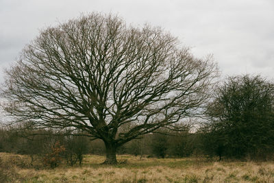 Bare tree on field against sky