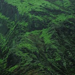 High angle view of lush foliage in forest