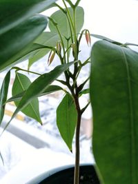 Close-up of plant against sky