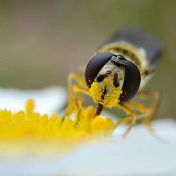 Close-up of insect on yellow flower