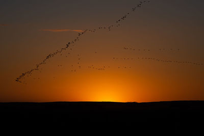 Silhouette birds flying in sky at sunset