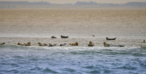 Ducks swimming in sea