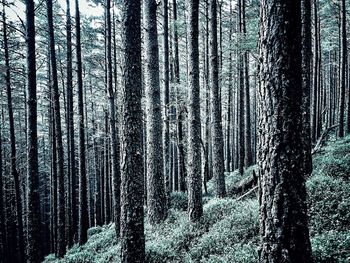 Pine trees in forest