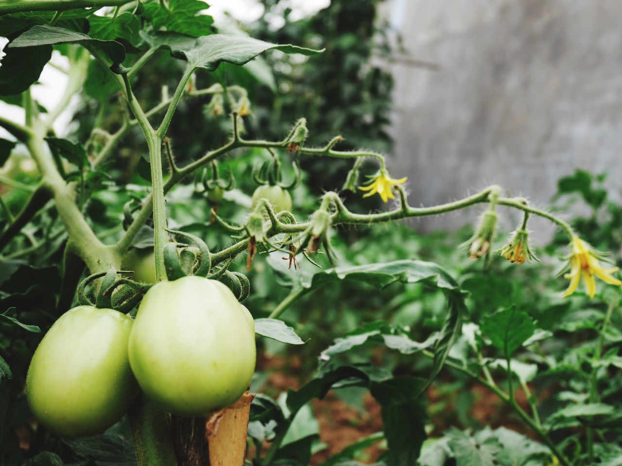 fruit, food and drink, freshness, growth, healthy eating, food, focus on foreground, close-up, leaf, green color, plant, nature, stem, growing, tree, agriculture, bud, new life, vegetable, branch